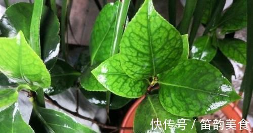 茶花养不好，死亡，掉叶，黄叶，问题出在土，1种粉末就能解决