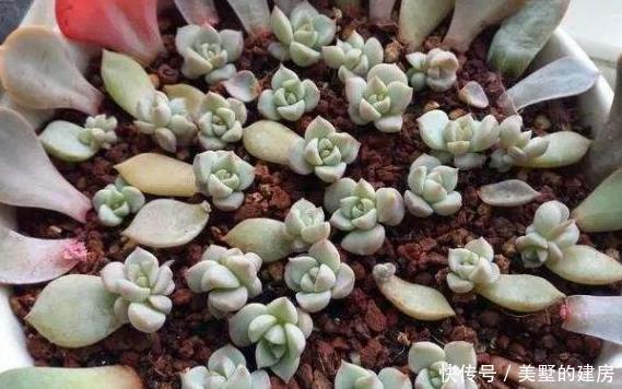 成活率|多肉叶插方式有几种?哪个成活率高?叶插时,需要注意什么?