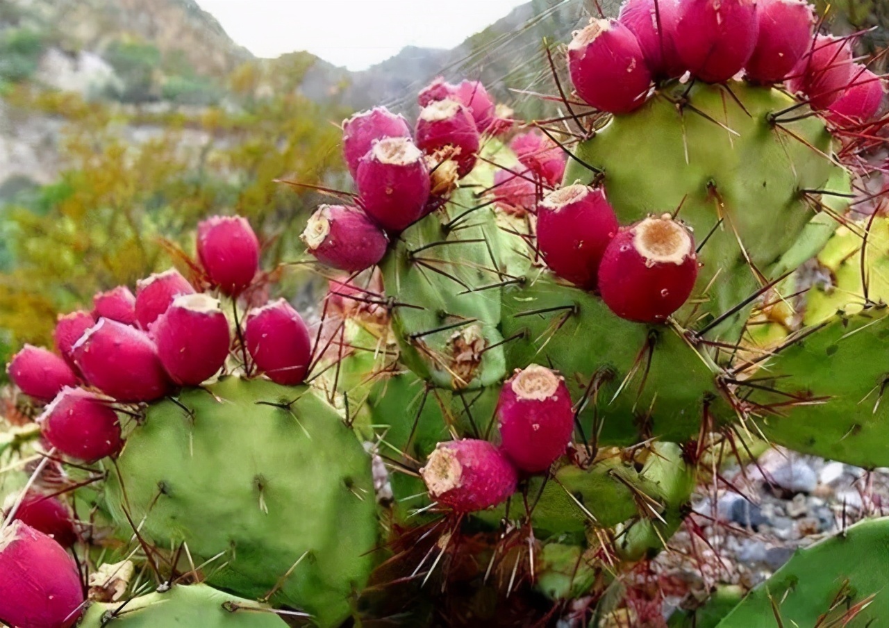 仙人掌不仅能开花,还能结果果实可遇不可求