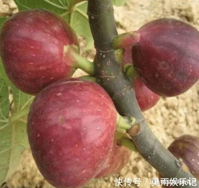 观赏|六种“冻不死”植物，沾土既活，放在家里满屋香！身体还会更健康