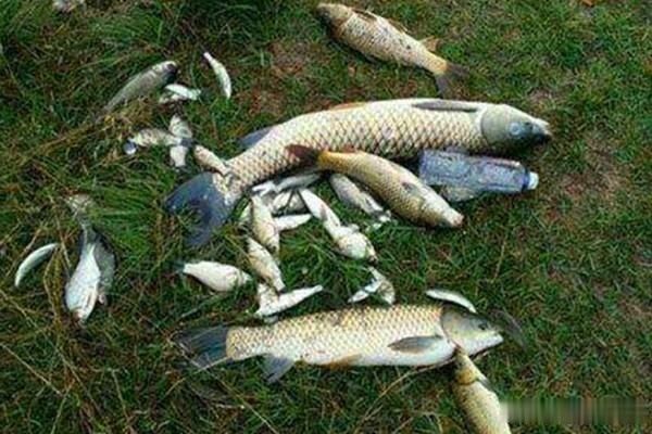 三伏天钓鱼不想扑空常用这些老套路,熟练掌握,一钓一个准