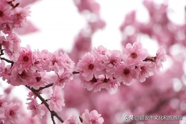 春有约，花不误，年年岁岁不相负--芳菲四月，黄陵花开，等你相遇~