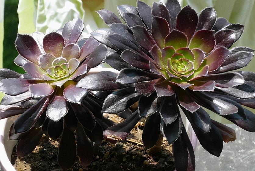 夏季|养多肉植物黑法师,这3方面找准方法,植株状态佳,轻松度夏