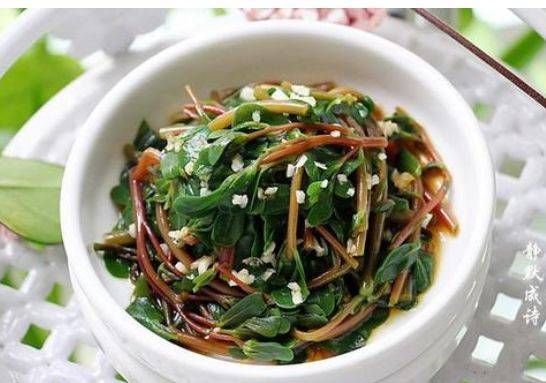 治疗|马齿苋是治疗湿疹的天然中药，医生：2种用法，帮你摆脱湿疹困扰