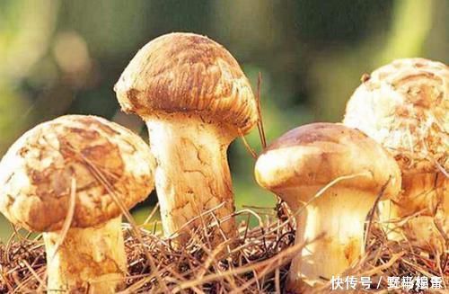 黑木耳|天然“降脂药”被发现了，坚持每天吃，帮你“吃”掉血脂通血管