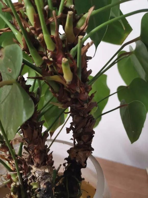 虎皮兰,红掌,吊兰养成老桩,变成大树,真壮观