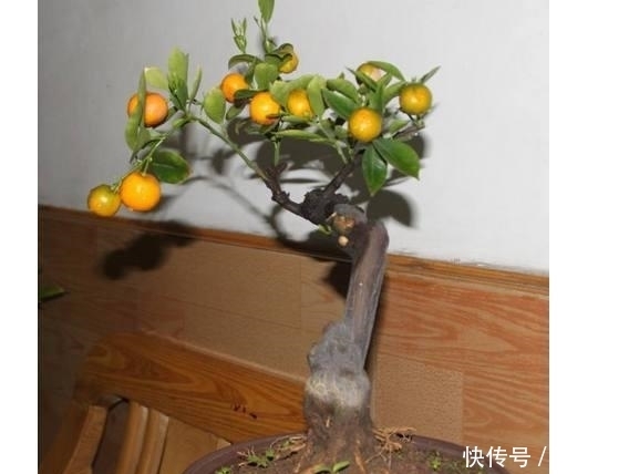 盆景|桔树盆景如何种植 种植桔树盆景的方法