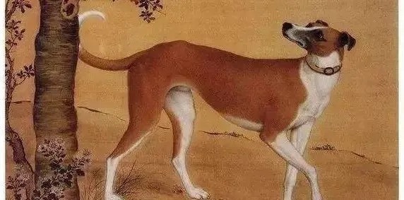 为啥|俗语“头鸡二狗、三猪四羊、五牛六马、七人八谷”,为啥这样说