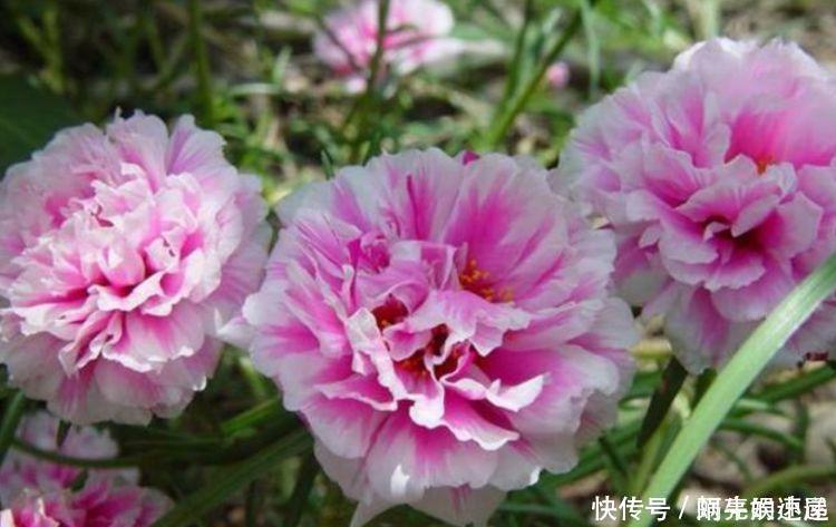 月季|几款植物养在家里,花期长易打理,美观大气,花色艳丽灿烂无双