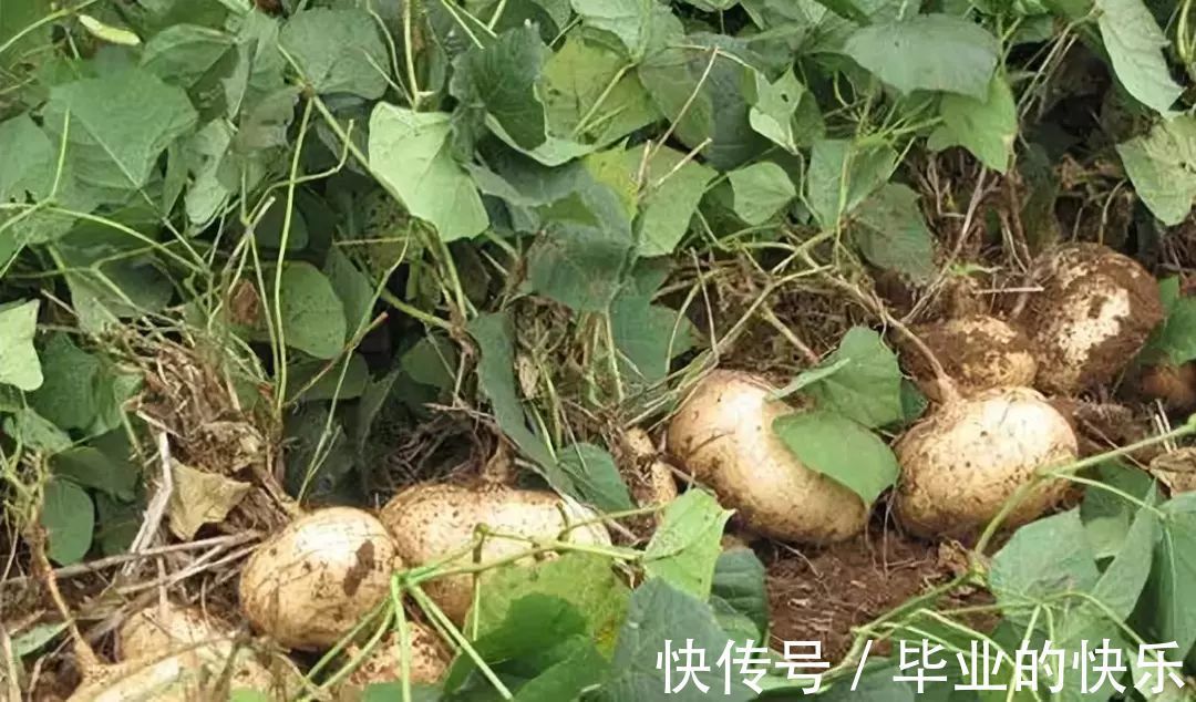 葛薯|梧州这种土货正大量上市!你有多少年都没吃过了?