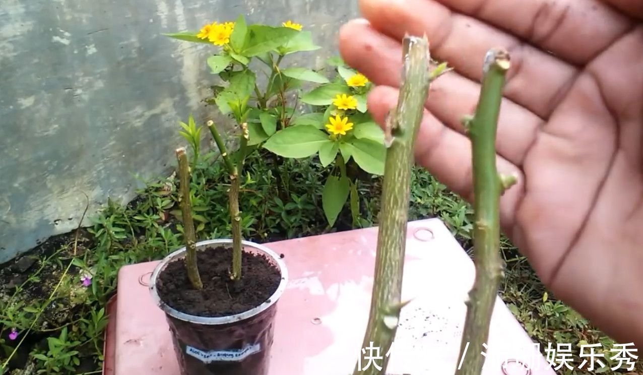 玉树|5种花“扦插”正当时,天气转凉利于生根,喜欢别偷懒