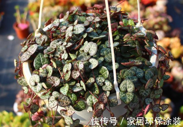 空间|家里这些花卉吊起来养,既增加了观赏价值,又节省了养殖空间