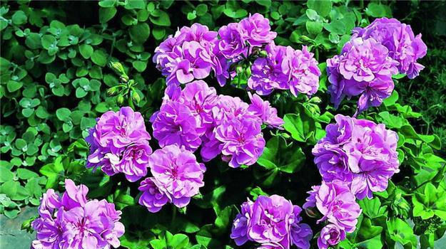 夏天就养这种花,越晒生命力越强,花色丰富,娇艳欲滴