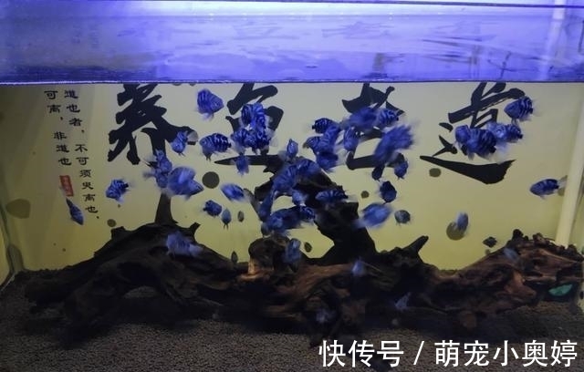 锦鲤|三大冷水鱼,草金鱼占了个不上不下的位置,给人鸡肋的感觉