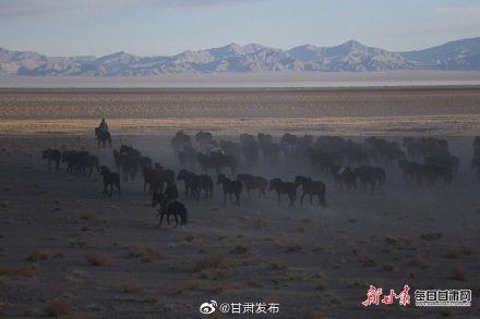 骏马|酒泉市阿克塞哈尔腾牧场马匹转场