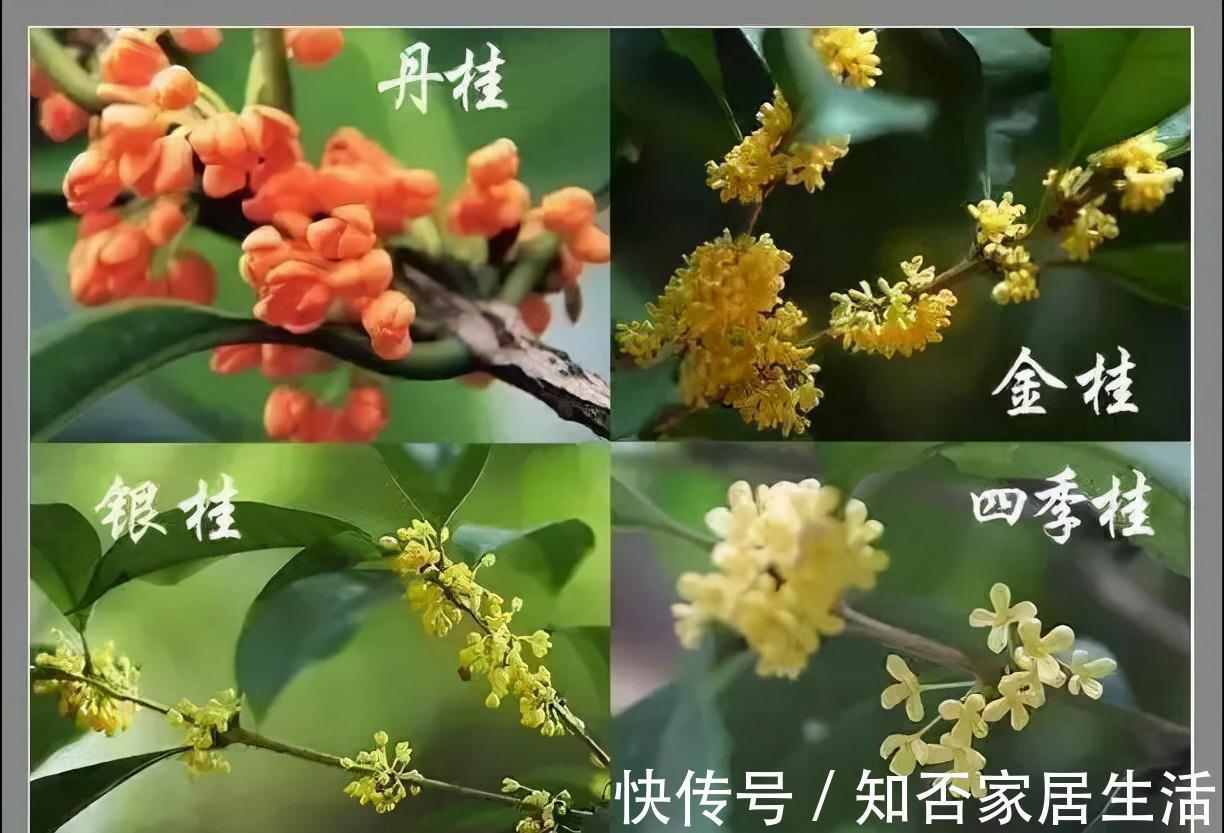 3种“养人树”，漂亮有香味，能吃能观赏，建议至少养一种