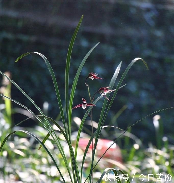 叶姿|零下10度，“冻不死”的耐寒兰，兰香馥郁，花叶俱美，新手也能养