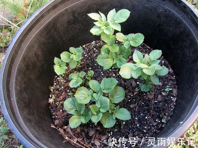生根|至今还有人“炒作”土豆扦插月季,实操后发现,土豆长得真不错