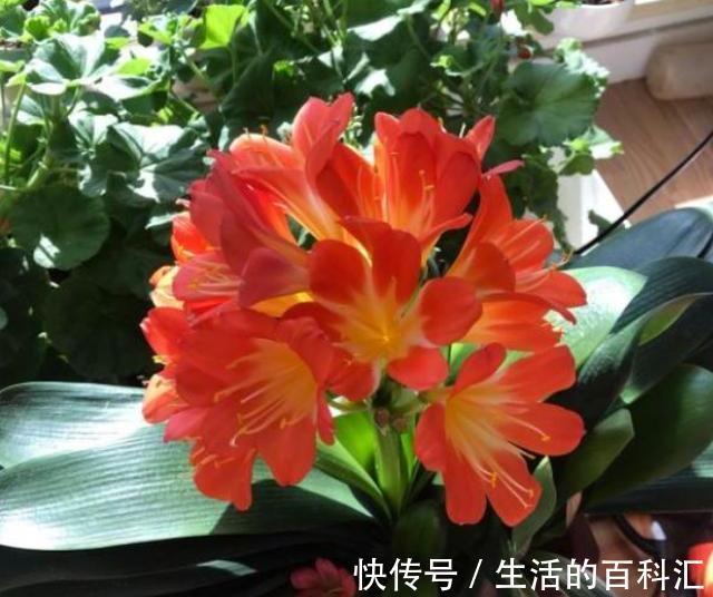 君子兰|秋天养君子兰，做好3件事，叶片厚又亮，花箭窜一米