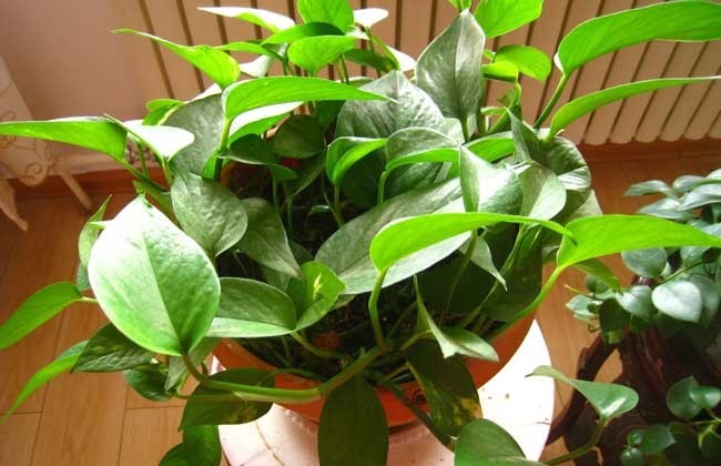 绿萝也要补营养,浇水的时候加一点,叶子不黄有精神!