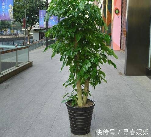 有钱人最喜欢这3种“花”,摆在家里镇宅旺财,四季常青开花不断