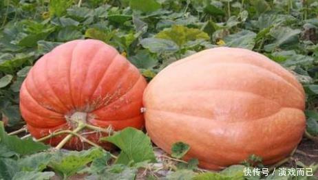 轻信|网传南瓜竟然可以“降血糖”别轻信“谣传”,有3大好处是真的