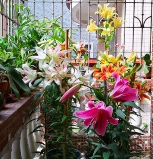 家里养此款花卉,便宜又好养,净化空气又美容,家家都有