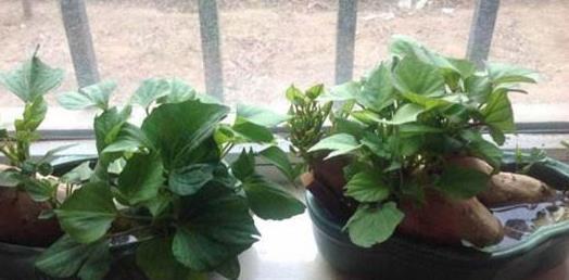 它被称为蔬菜皇后，又被称为长寿菜！阳台种菜就选它，不要错过！