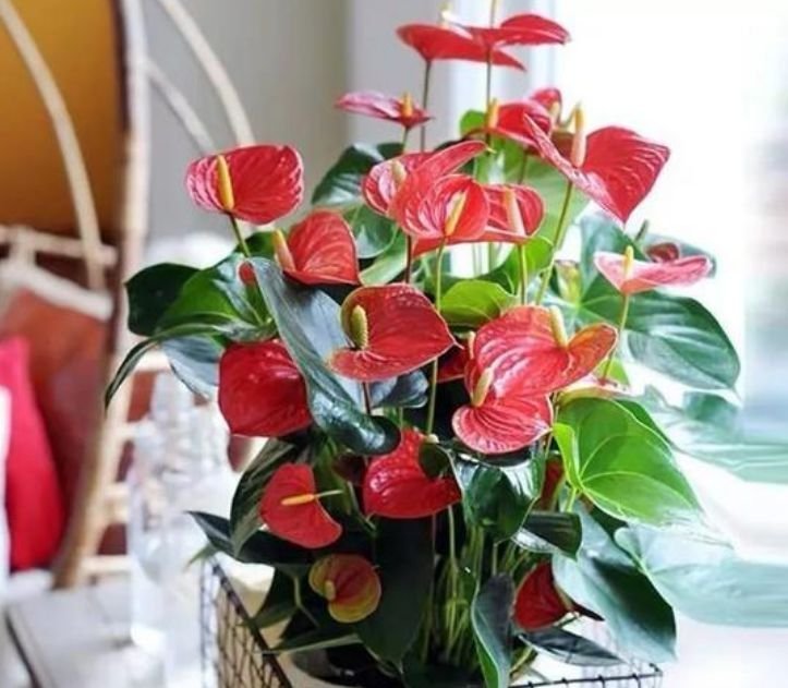 4种花比香水还好闻,花色鲜艳明亮,姿态优美,开花勤还爱爆盆