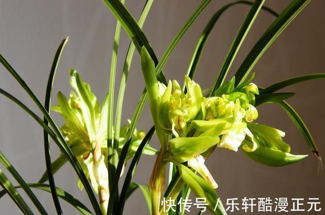 花瓣|春兰香花之王——余蝴蝶，兰香清新淡雅，花色翠绿独特，好养易活