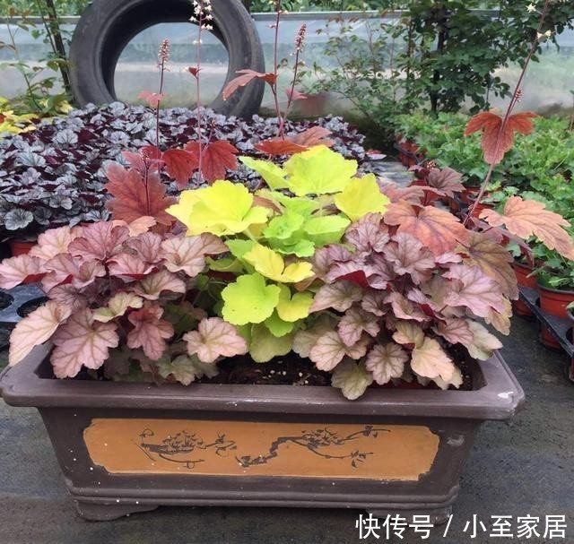 典雅|超漂亮的观叶植物,家里养一盆,漂亮又典雅!