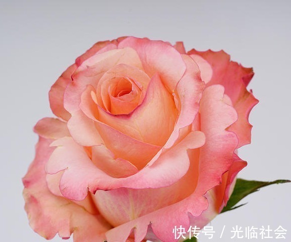 养花|“精品玫瑰”甜蜜,似糖果般甜蜜,含苞待放,可以说是养花必备