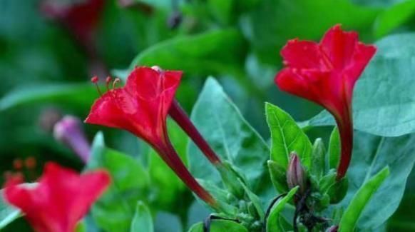 无视|农村常见的“地雷花”,可以清热解毒、活血调经,再见到不要无视