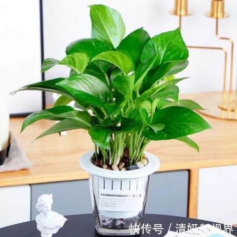 这几盆号称“浇不死”盆栽,吸收甲醛空化空气,聪明人都在养!
