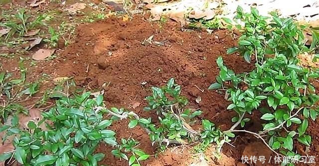 破盆配“路边草”，野性十足，省钱接地气，养上2年就美了！