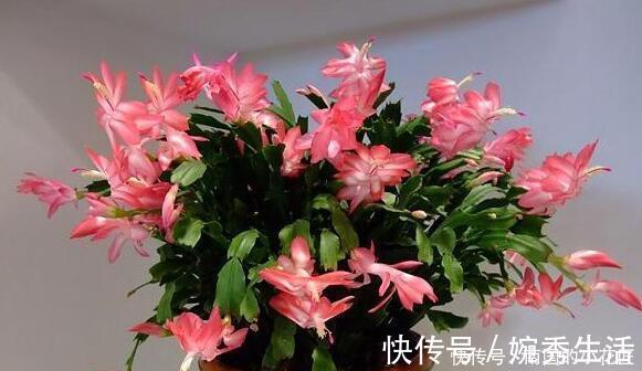 扦插|蟹爪兰开花期间叶片干瘪发蔫,花苞打不开,可能是这两点没做好