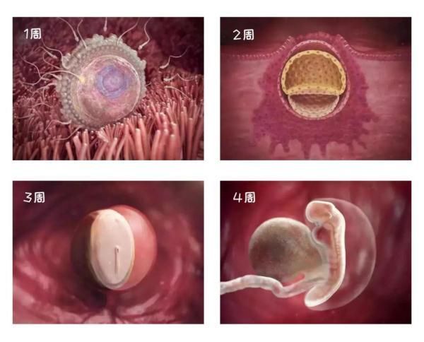 胎宝|组图告诉你，怀孕1周到40周胎儿是这样长大的，感叹生命的神奇！