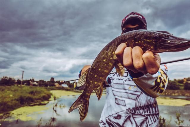 钓鱼|能不能钓好鱼很大程度取决于钓鱼人的性格,不由你不信
