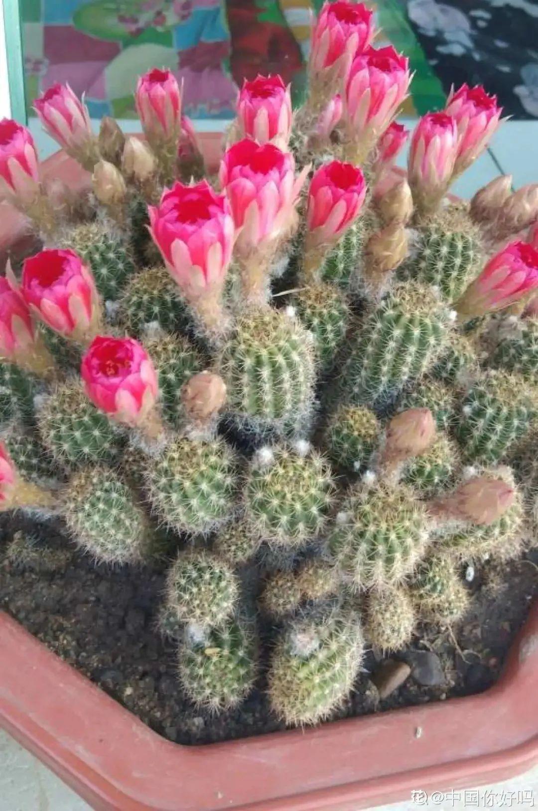 10种“养不死”的花,绿萝只能排最后一名,养死3种以上的举手