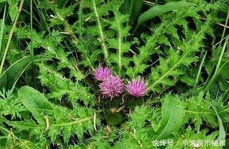 乡下浑身是刺的野草，过去当杂草砍除，如今是上好野菜，不看吃亏