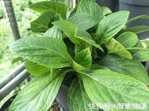 松针土是养花万能土，但是别乱用，不同状态的松针，要区别对待