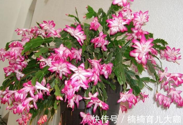 蟹爪兰叶子又红又薄的“根源”在哪？纠正这4点，才不影响开花