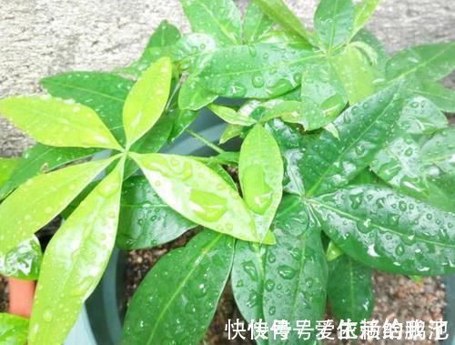 马齿苋|聪明人养花就养3种,可镇宅招财、有益健康,养护也省心