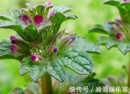 植株|农村里叫做“接骨草”的植物，若是遇到不要错过，其实还治肝炎