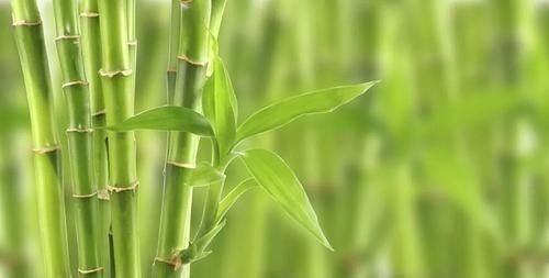 植物|古代的“大户人家”都喜欢养这10种植物，家里养几盆，富贵吉祥旺家宅，你家养了吗