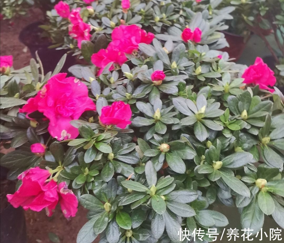 杜鹃有“2怕3不喜”，了解它的“喜好”，才能长得旺，多开花
