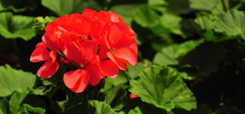 枯萎|天竺葵叶子明显枯萎？知道这些点，轻松养好天竺葵