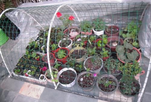 不用羡慕乡村景色了，楼房养花一样能养眼、修身养性