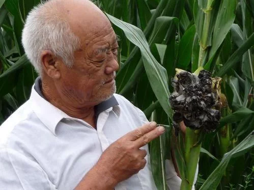 黑蘑菇