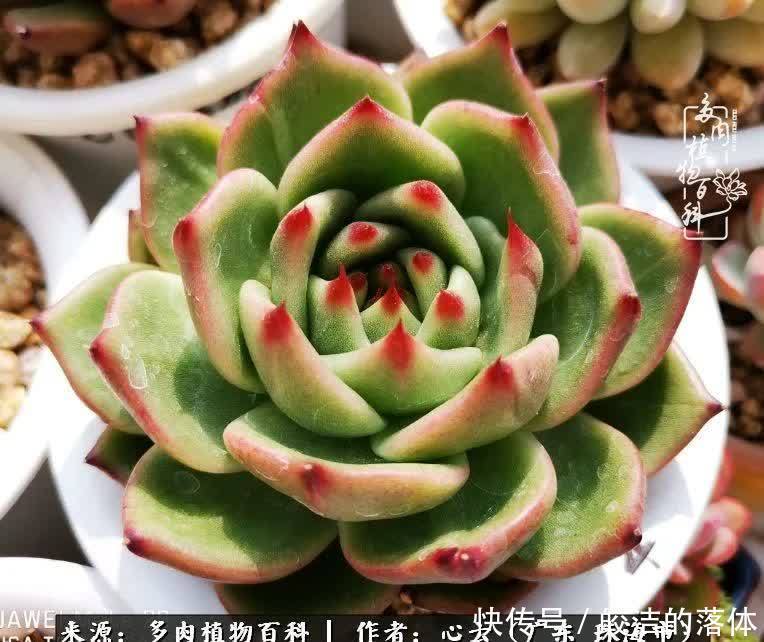 肉肉|与多肉的相遇,就是一场治愈之旅